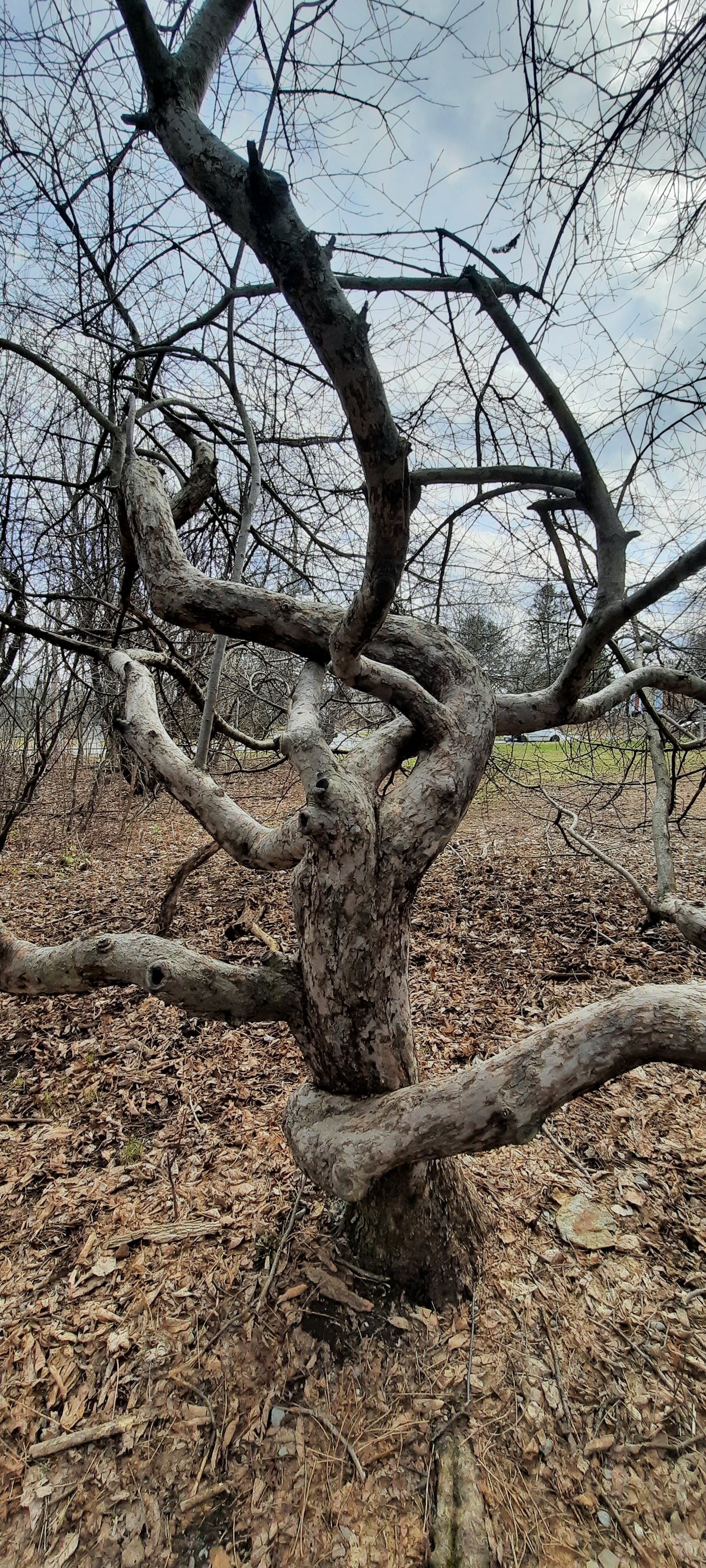 La Vie Est Parfois Tortueuse