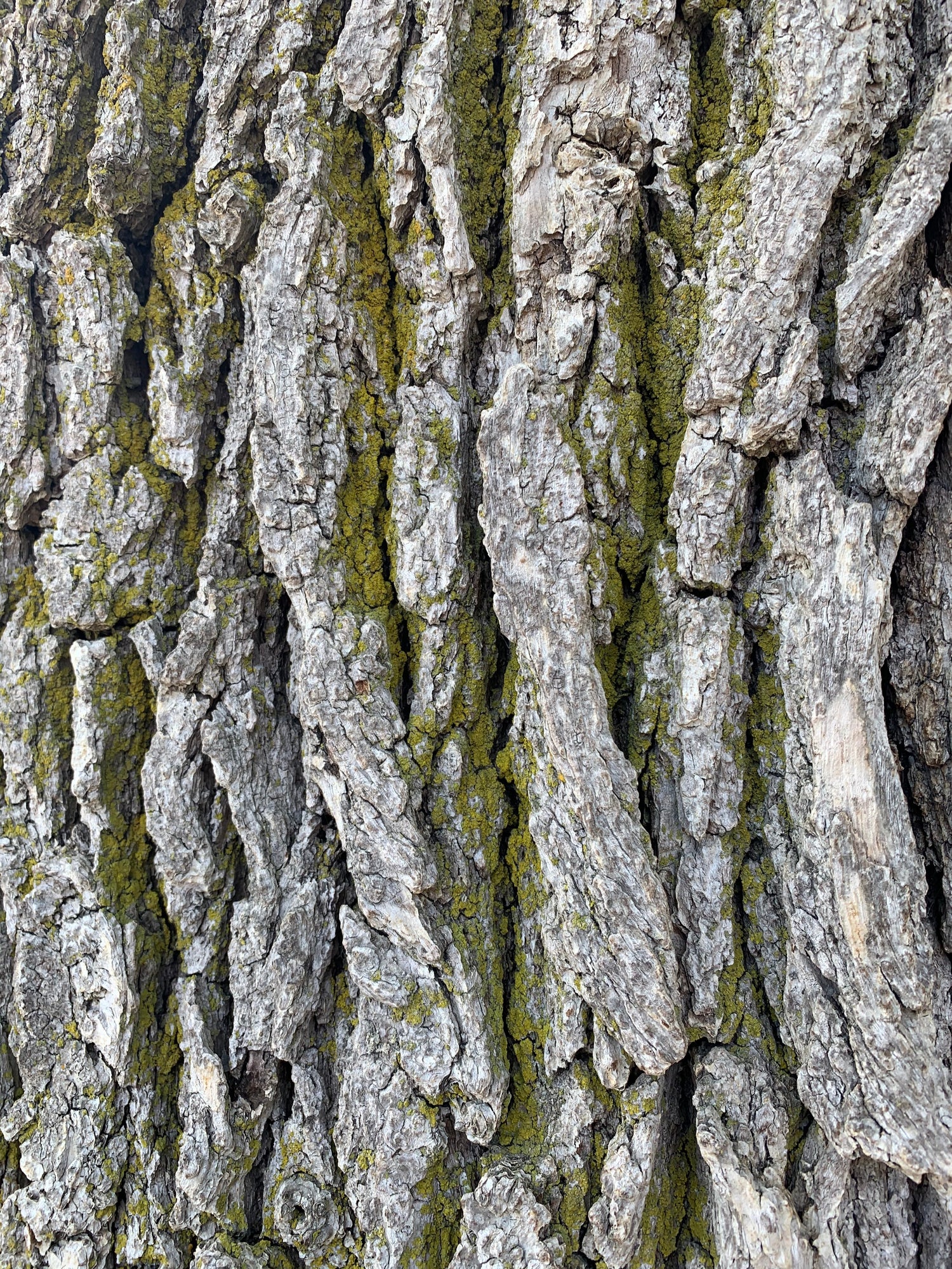 18 Mai 2021 Écorce De L’arbre La Gorge
