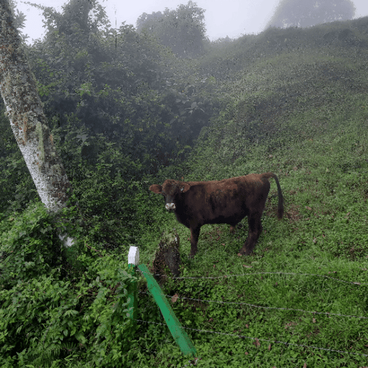 Vaca Santa Cruz, Costa Rica